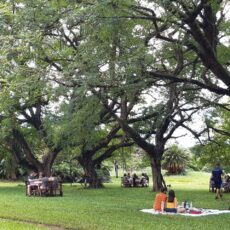 FAZENDA TOZAN EM CAMPINAS